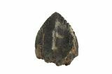 Triceratops Shed Tooth - Montana #93140-1